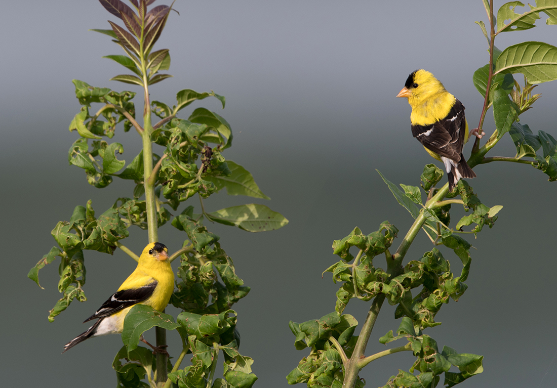 American Goldfinch Males