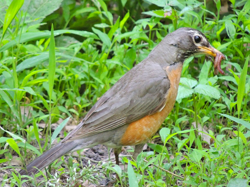 American Robin Female