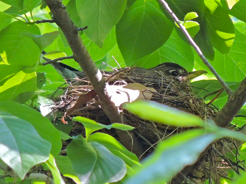 American Robin Female on Nest