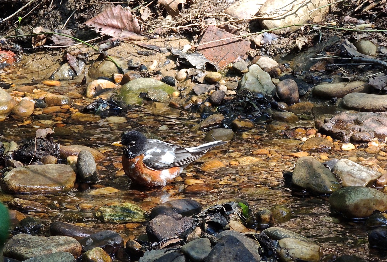 American Robin Leucistic Male