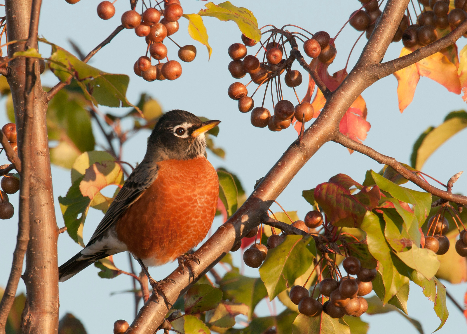 American Robin Male