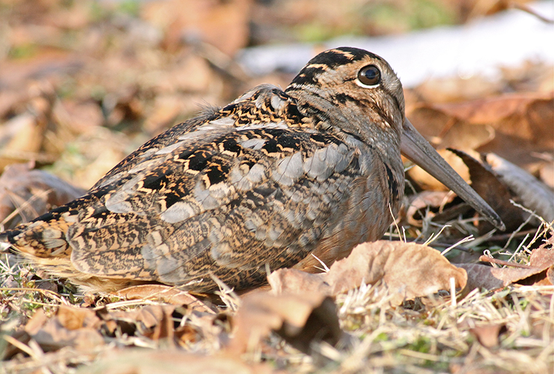 American Woodcock