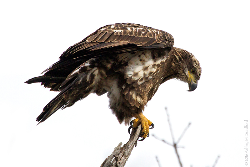 Bald Eagle Juvenile