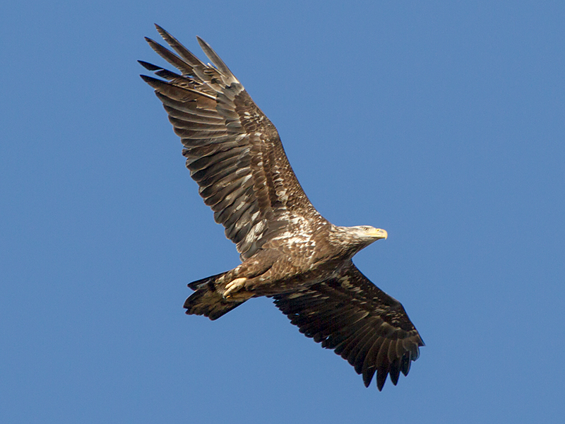 Bald Eagle Juvenile