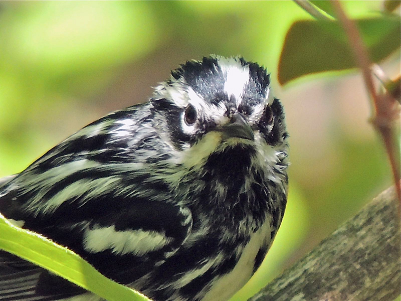 Black-and-white Warbler Male