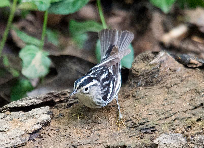 Black-and-white Warbler Female