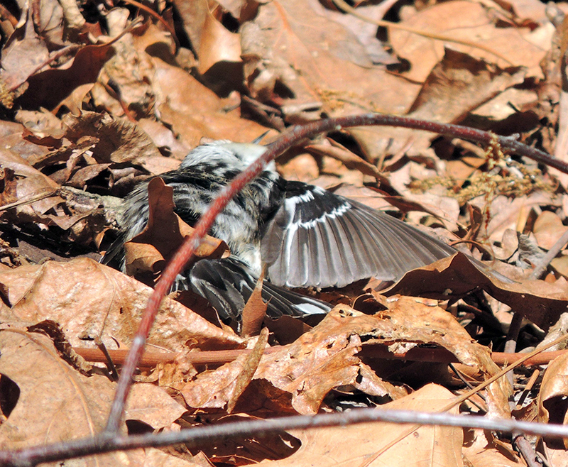 Black-and-white Warbler Sunning Behavior