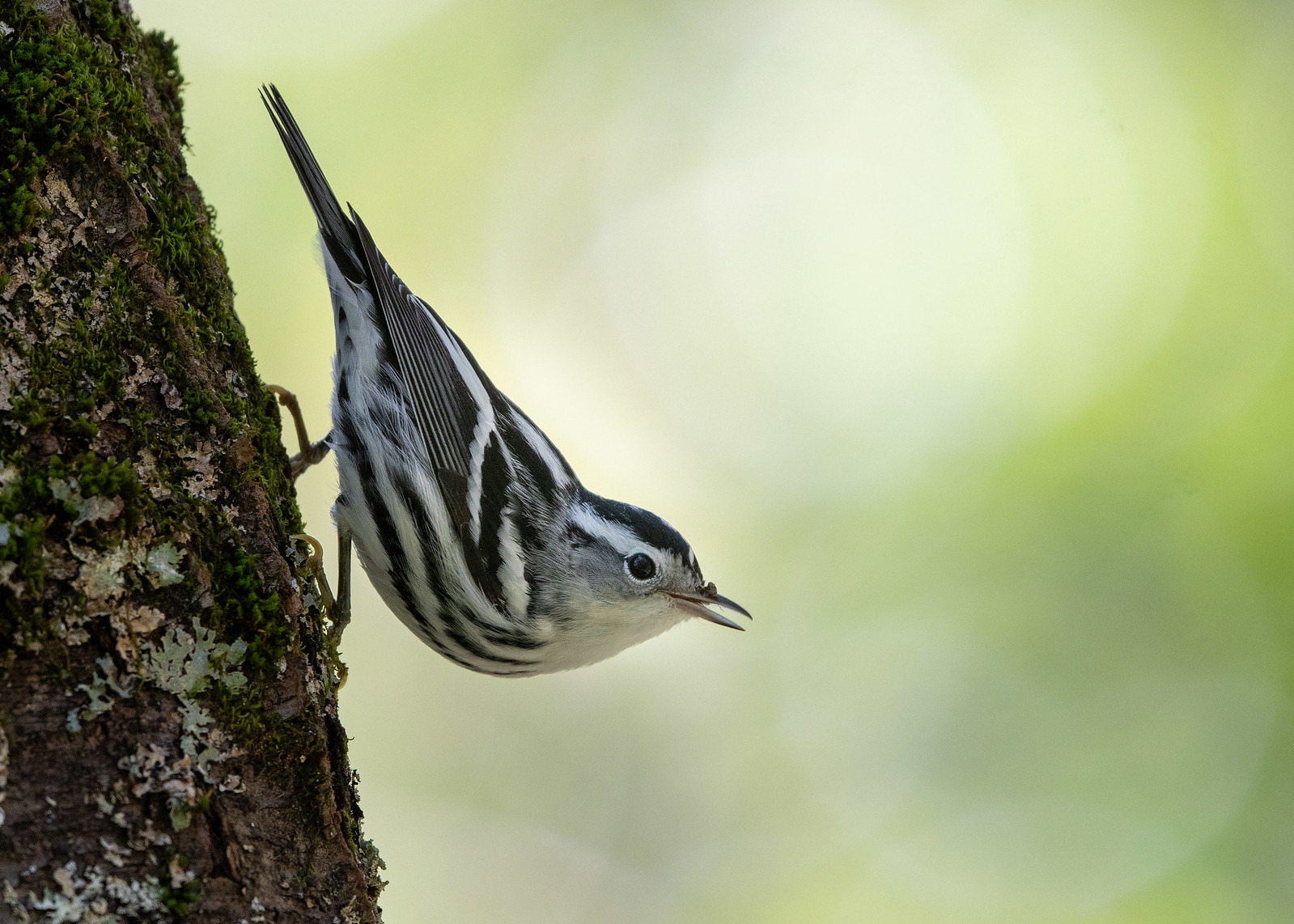 black and white warbler female