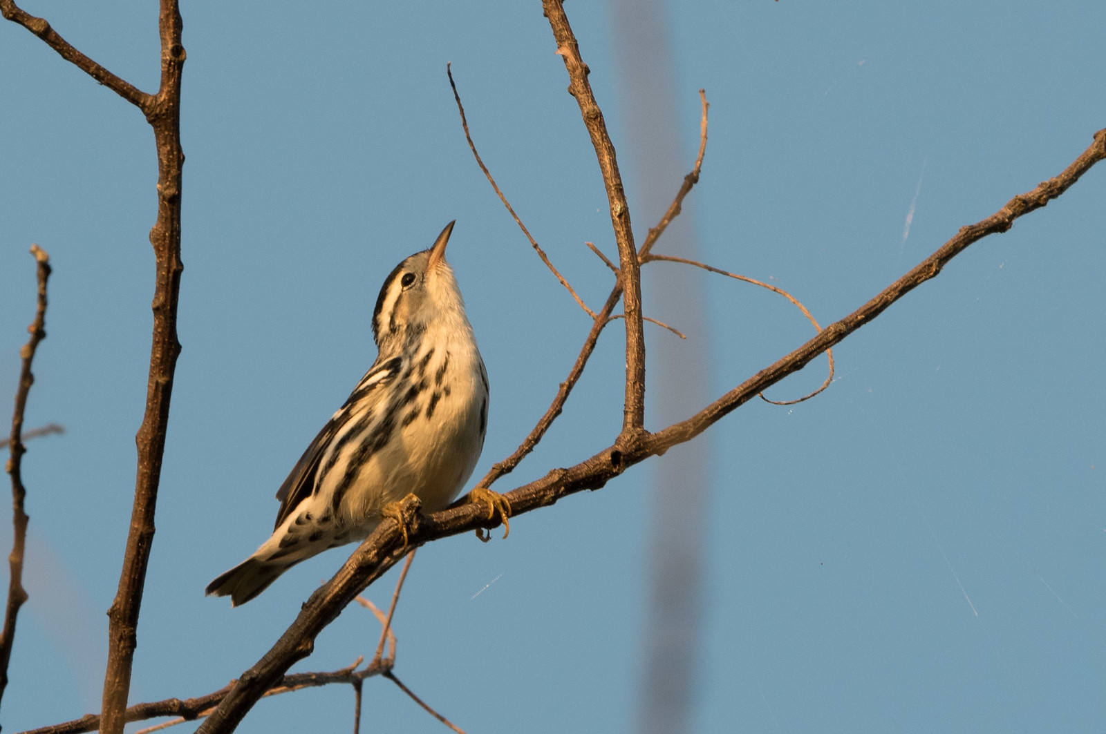 First-year Black-and-white Warbler Male