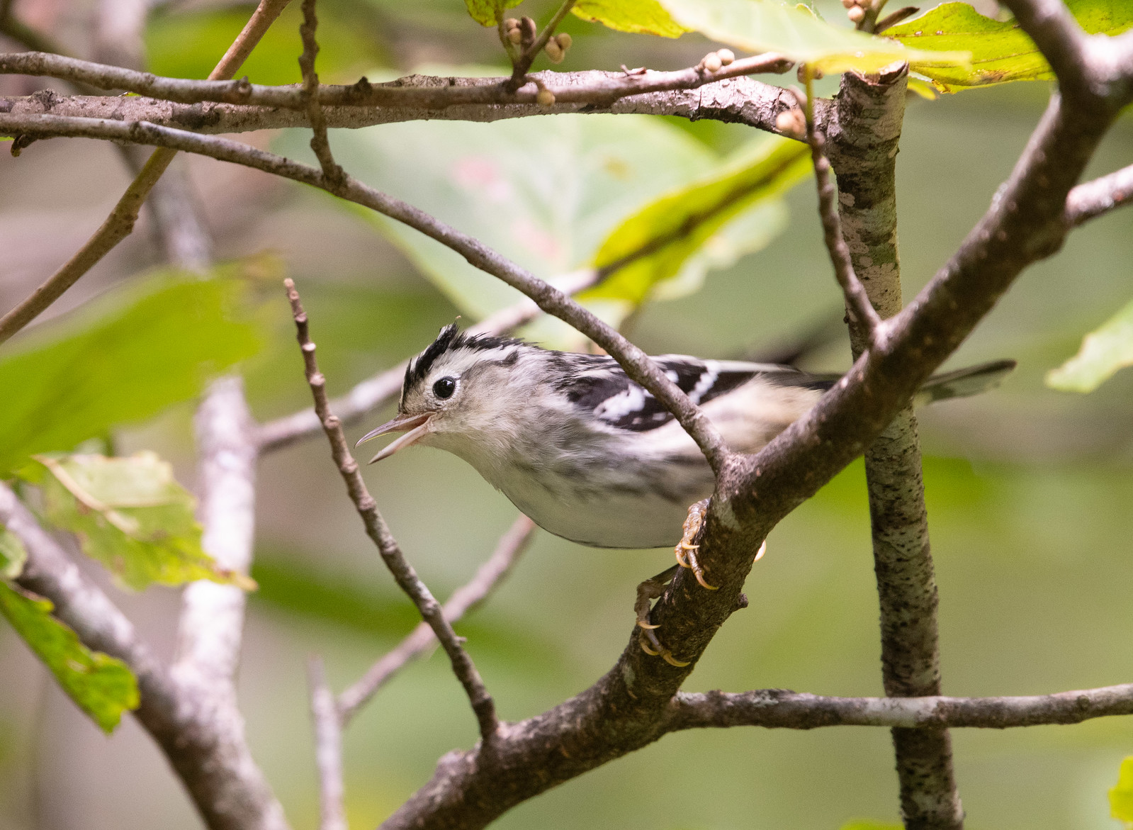 black and white warbler female