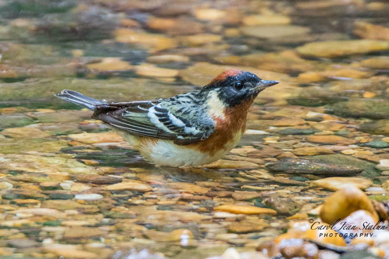 Bay-breasted Warbler Male