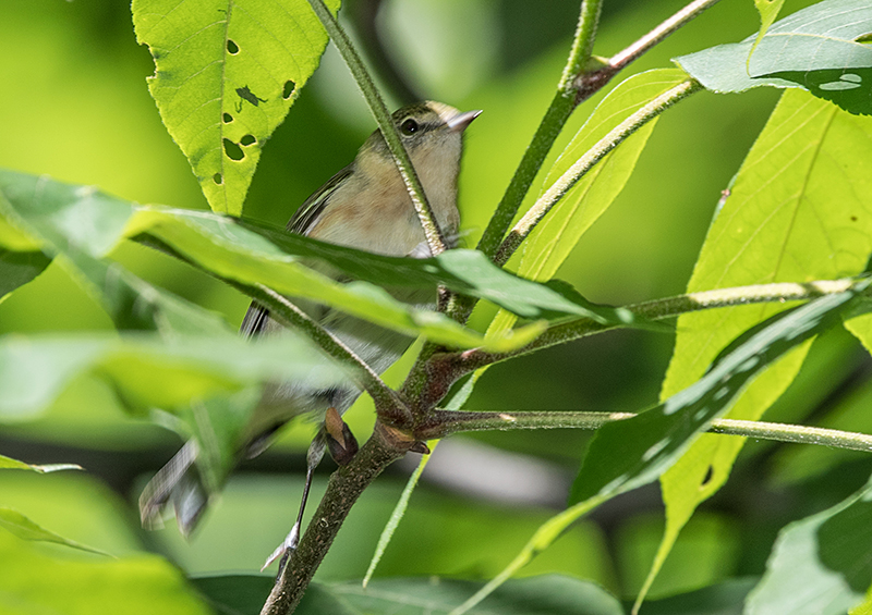 Bay-breasted Warbler Female