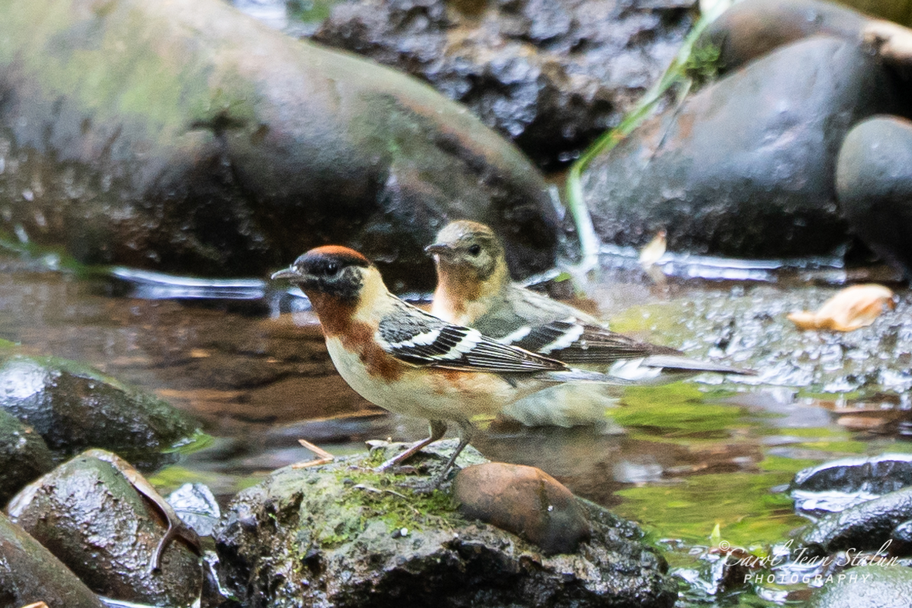Bay-breasted Warbler Male and Female