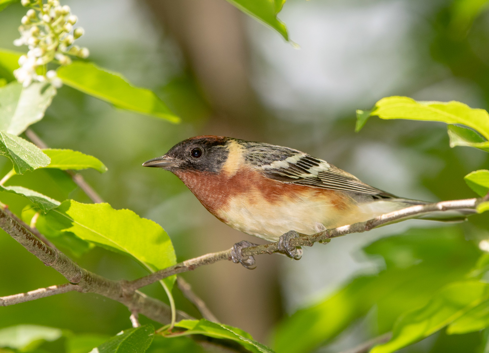 Bay-breasted Warbler Male