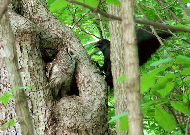 Barred Owl and American Crow