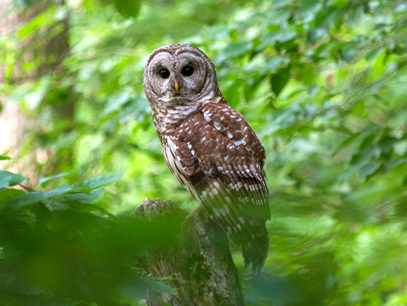 Barred Owl