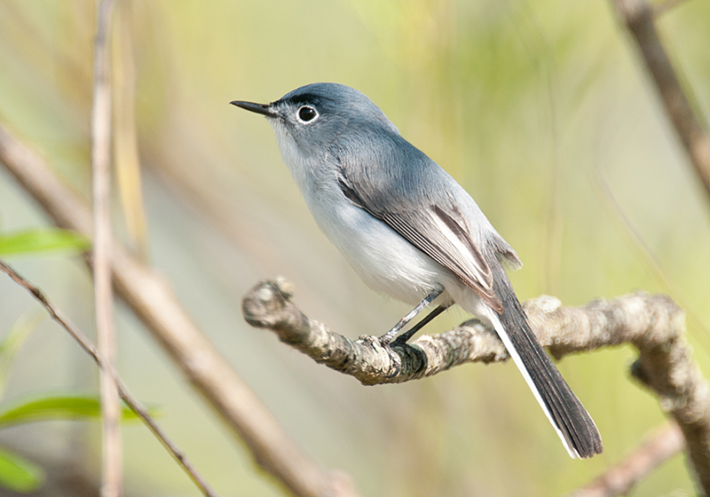 Blue-gray Gnatcatcher photos