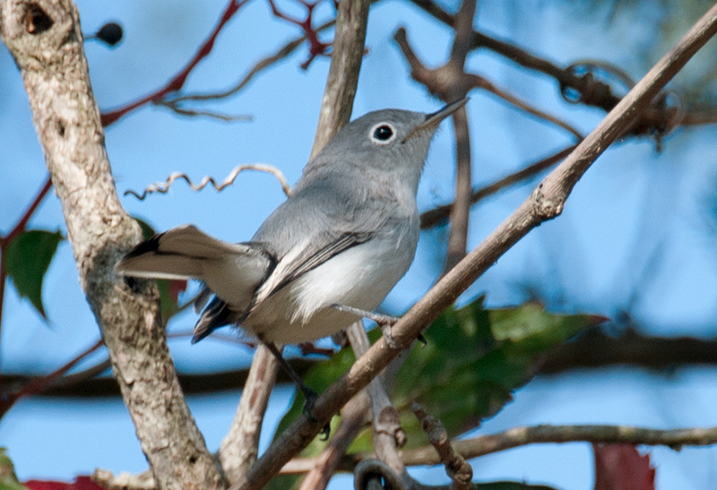 Blue-gray Gnatcatcher Female