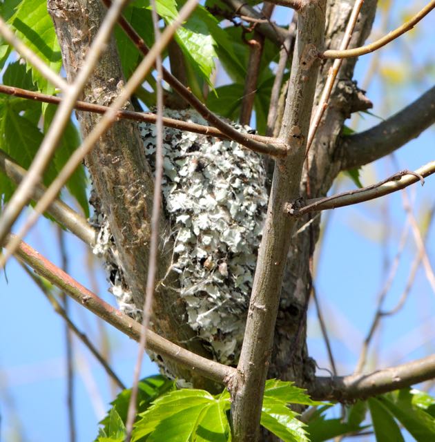 Blue-gray Gnatcatcher Nest
