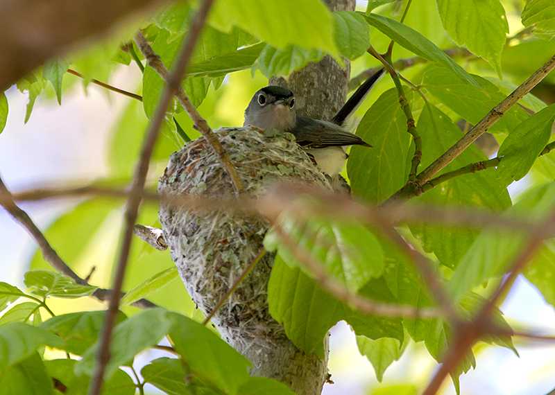 Monticello Park Birds - Blue-gray Gnatcatcher