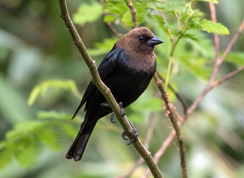 Brown-headed Cowbird Male