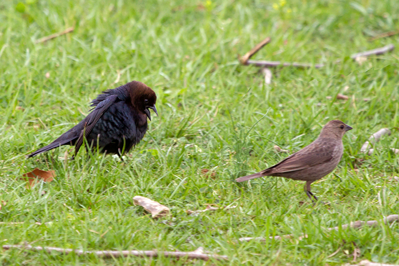 Brown-headed Cowbird Male and Female