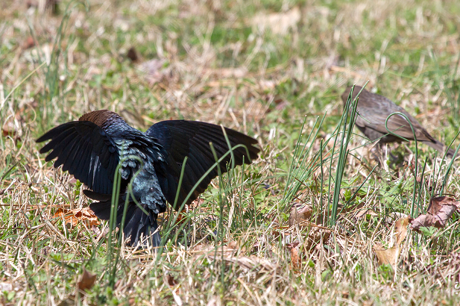 Brown-headed Cowbird Male and Female