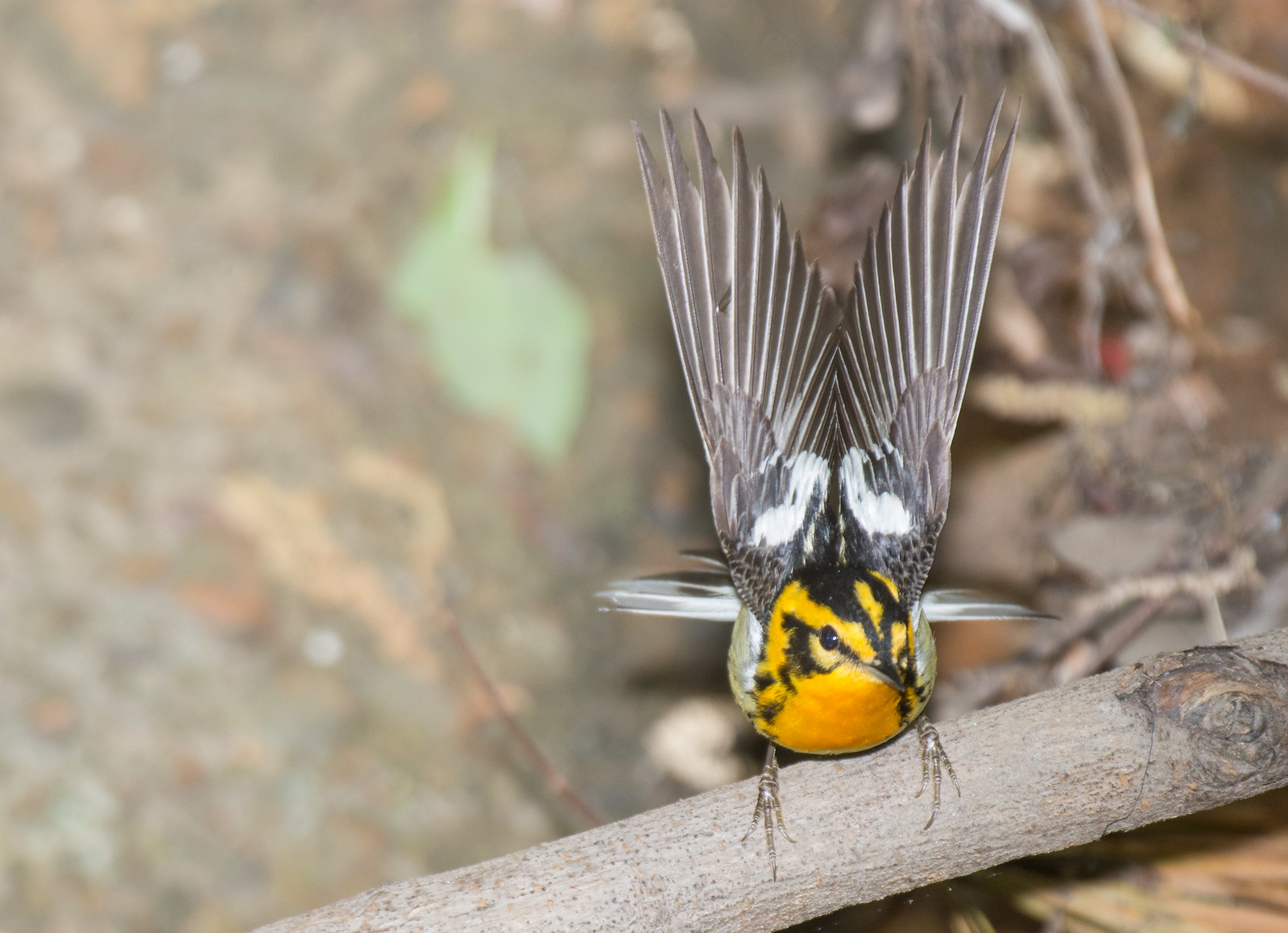 Blackburnian Warbler Male