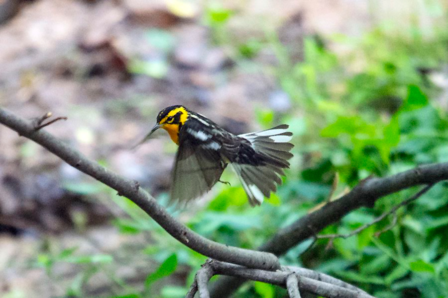 blackburnian warbler flying