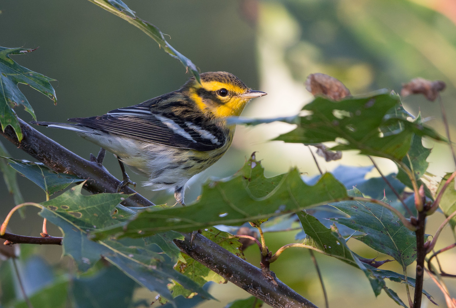 Blackburnian Warbler Female