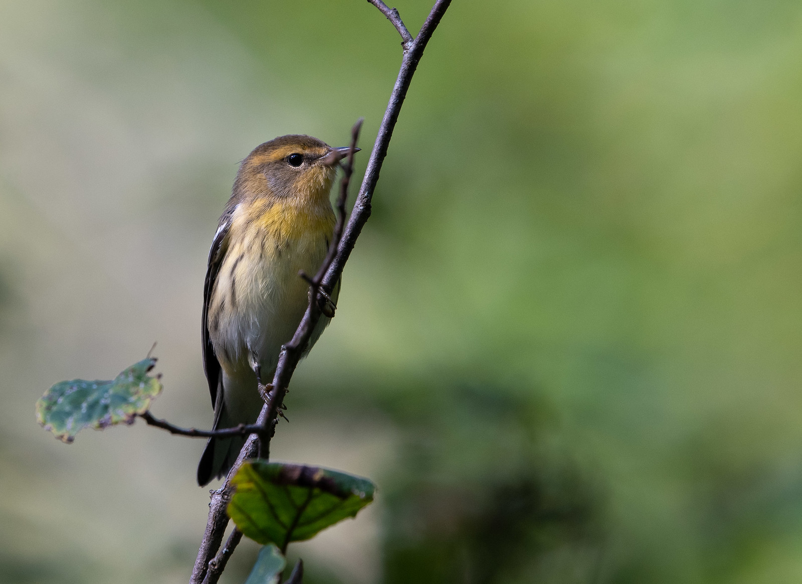 Blackburnian Warbler Female