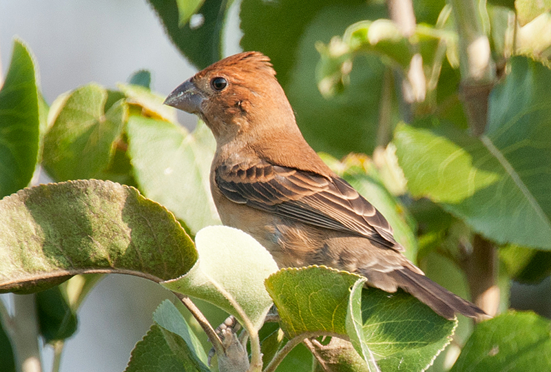 Blue Grosbeak Female