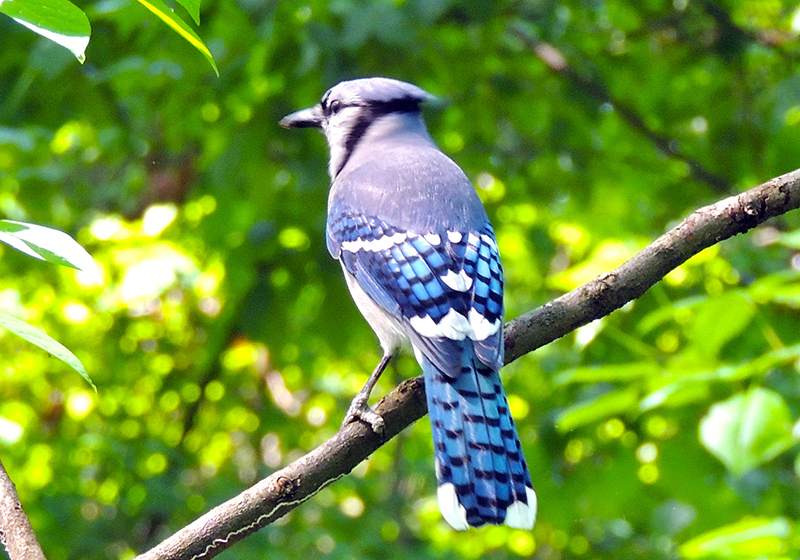 Blue Jay