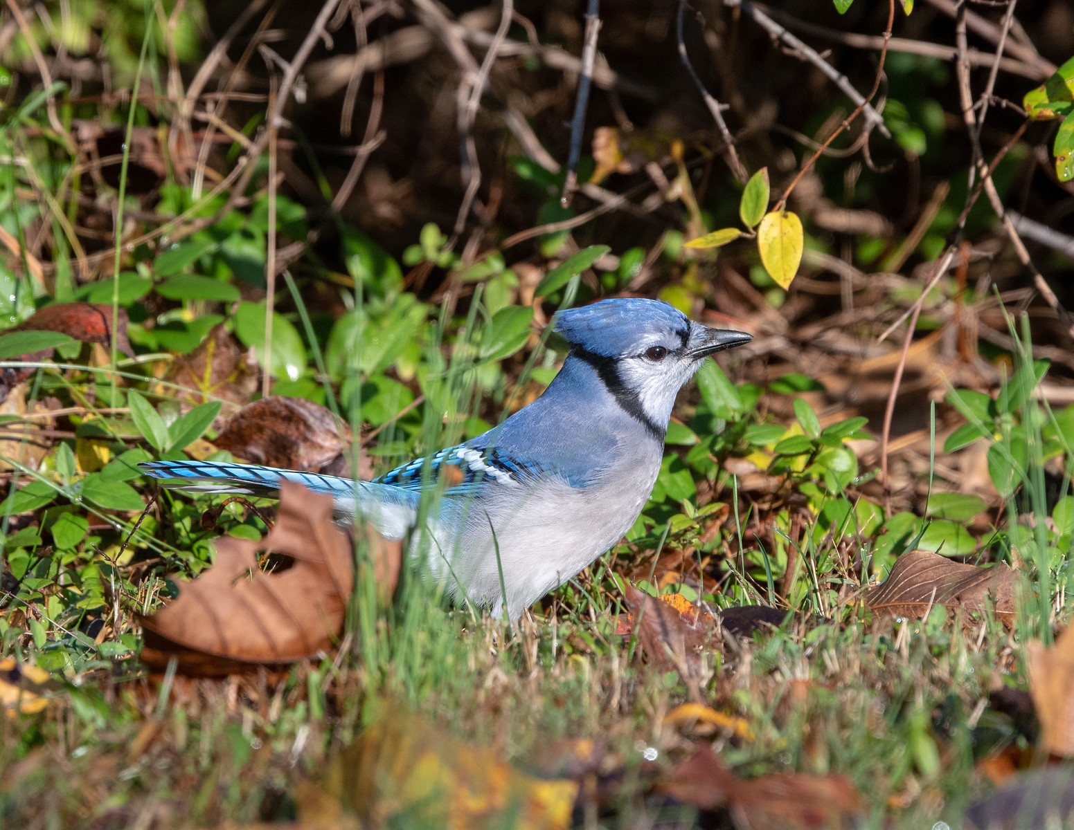 Blue Jay