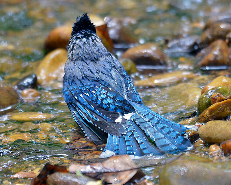 Blue Jay