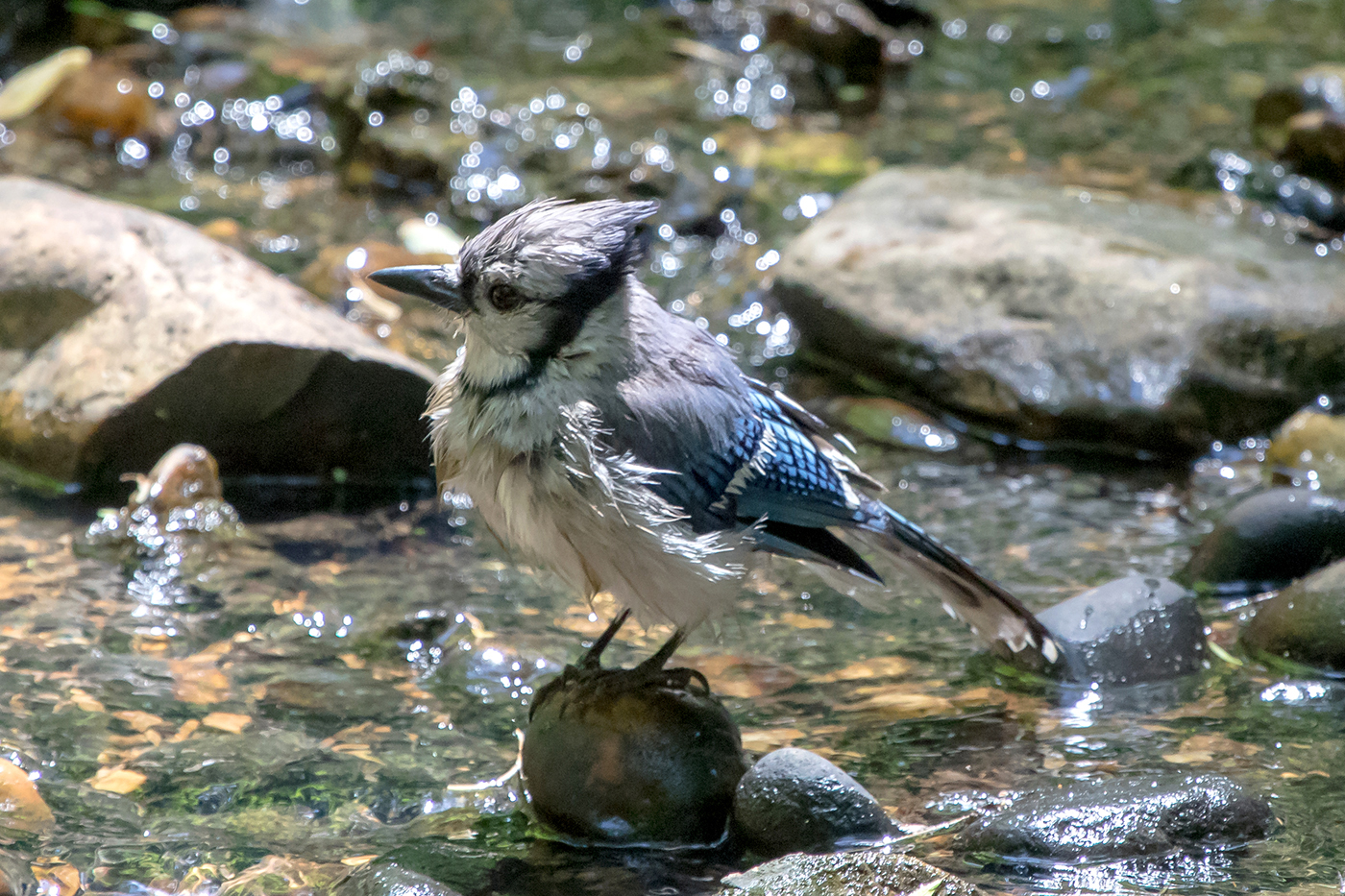 Blue Jay