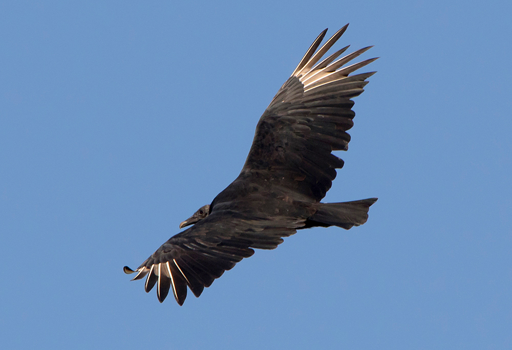 Black Vulture