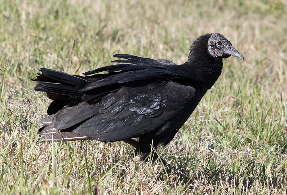 Black Vulture