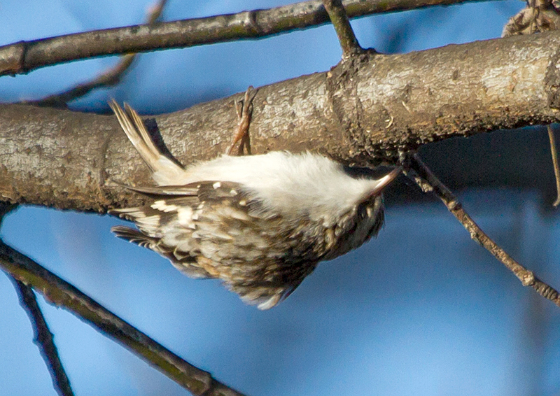 Brown Creeper