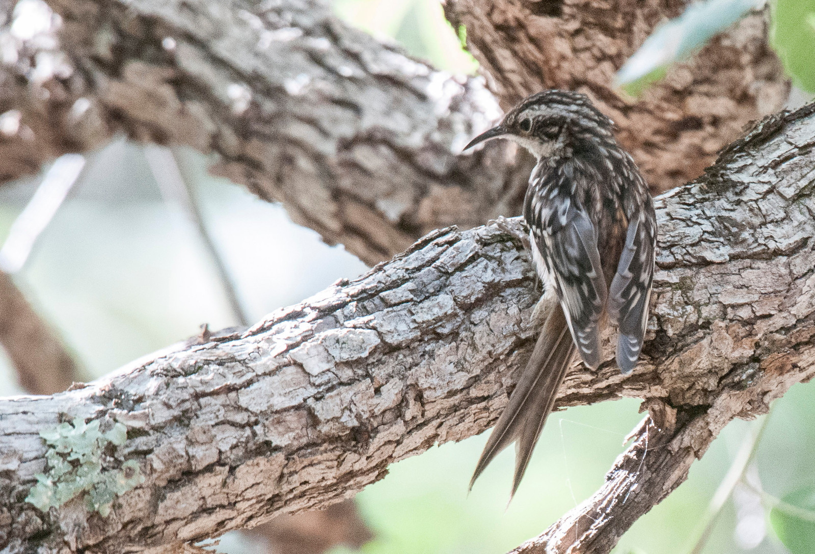 Brown Creeper