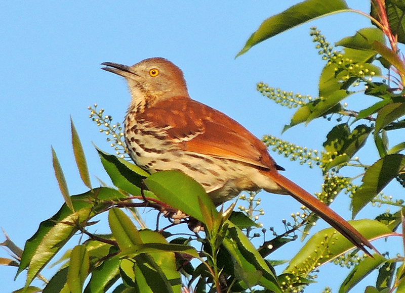 Brown Thrasher