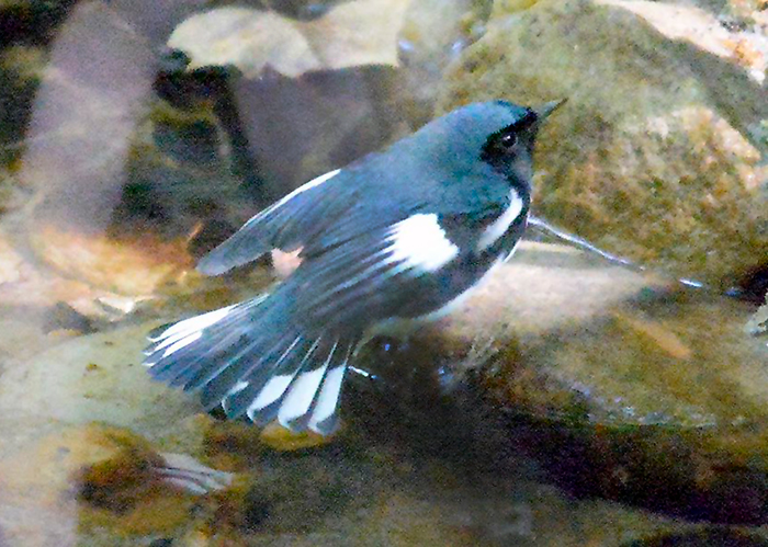 Black-throated Blue Warbler Male