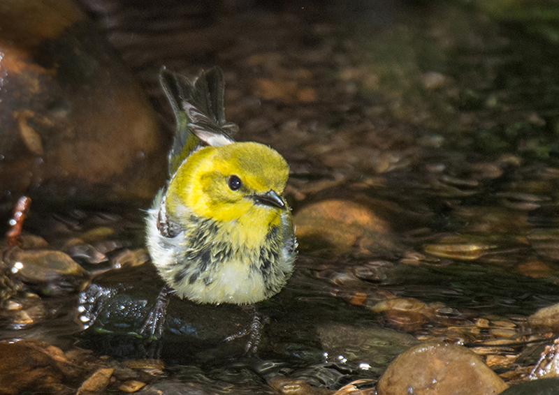 Black-throated Green Warbler Female