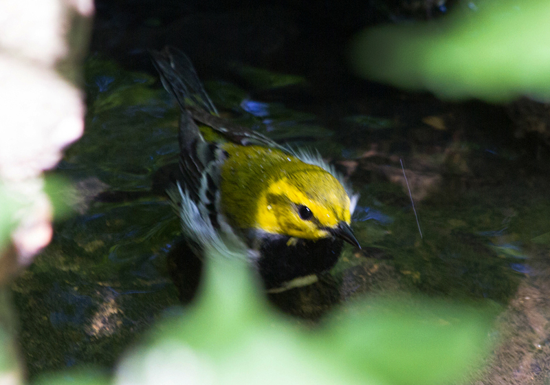 Black-throated Green Warbler
