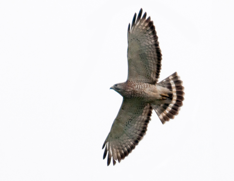 Broad-winged Hawk Adult