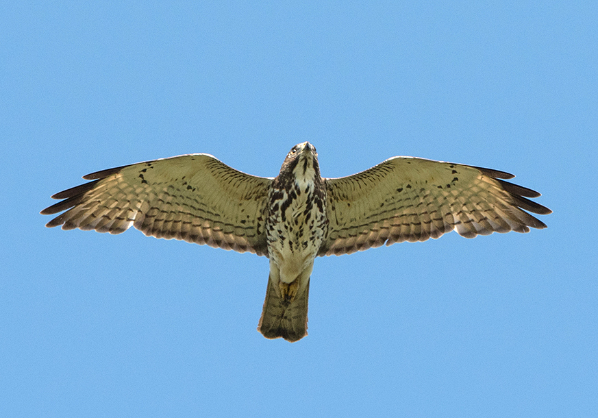 Broad-winged Hawk Juvenile