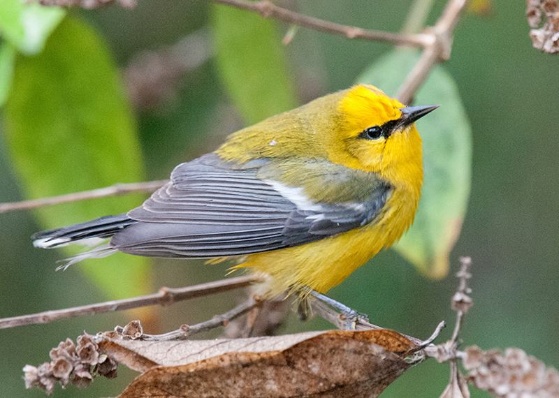 Blue-winged Warbler Male