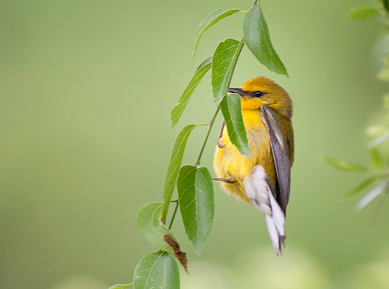 Blue-winged Warbler Female