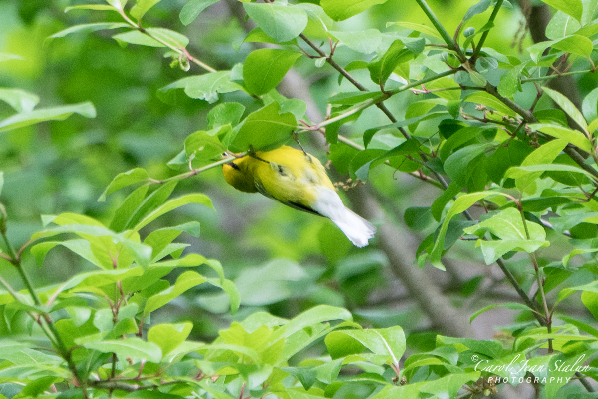 Blue-winged Warbler Male