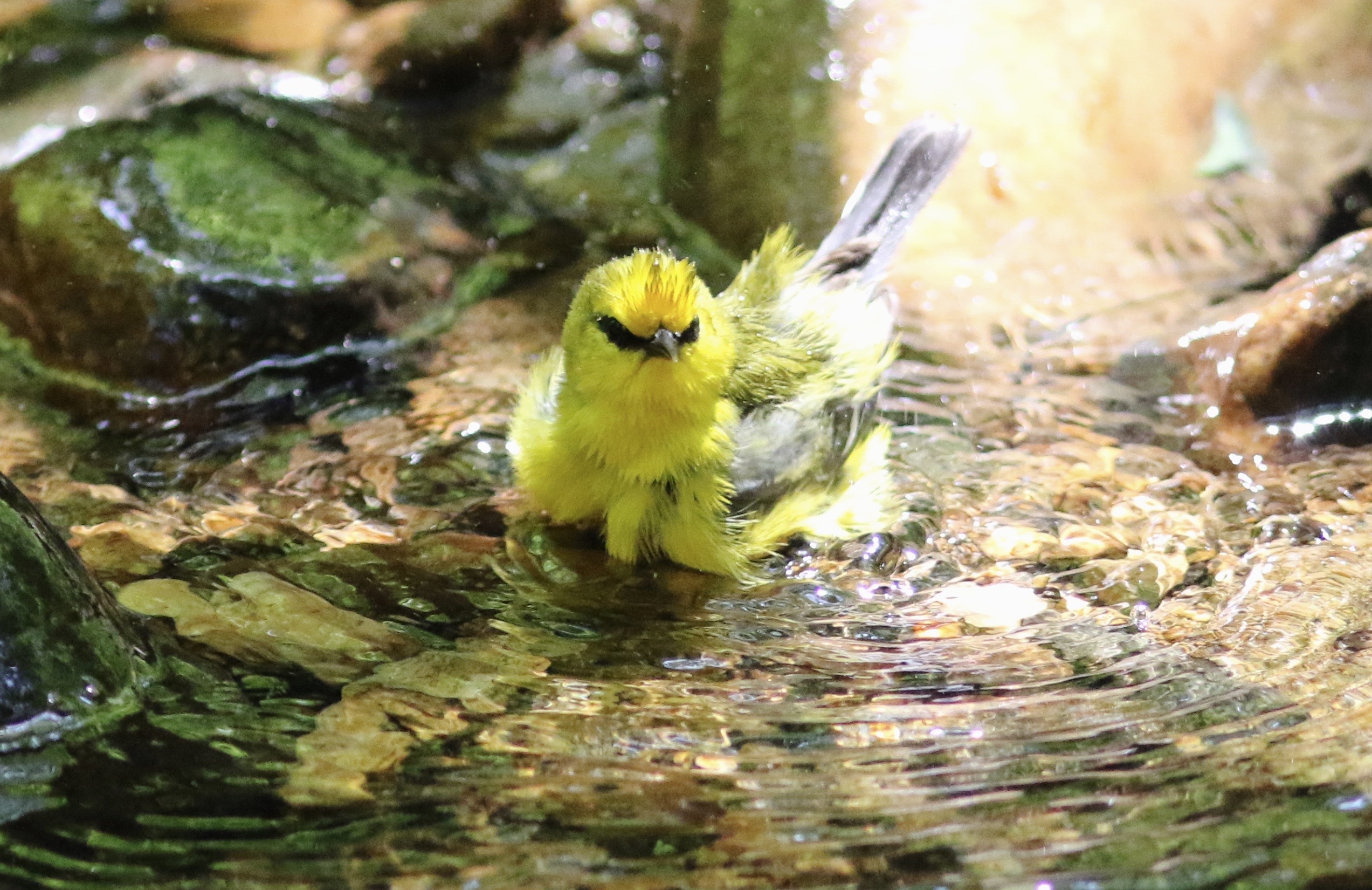 Blue-winged Warbler Male